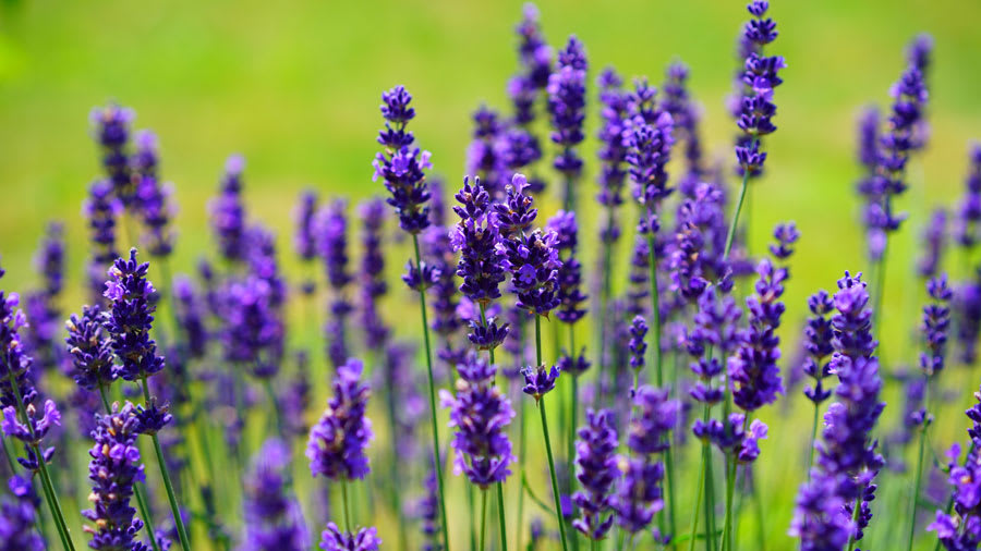 Wild lavender purple flowers in a field