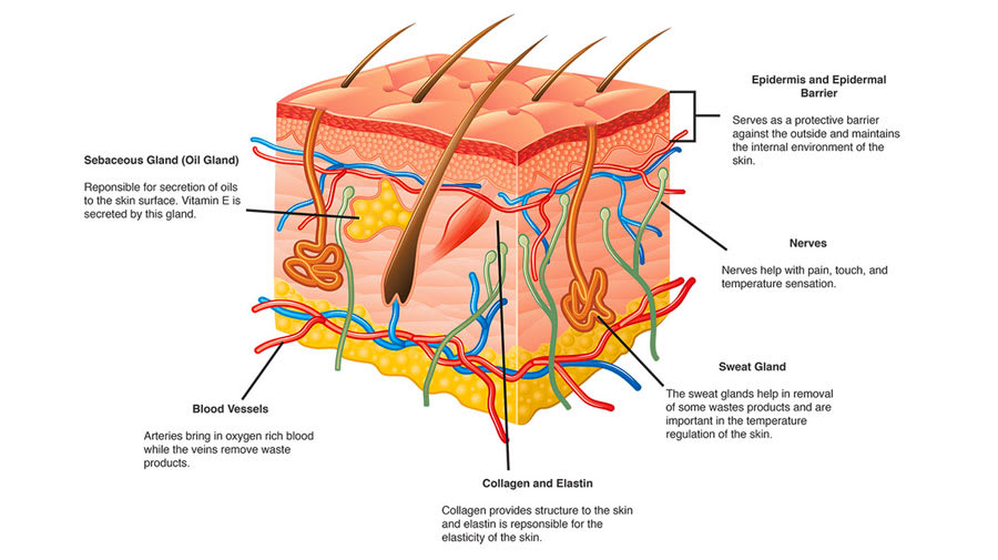 Naturopathic schematic of the skin