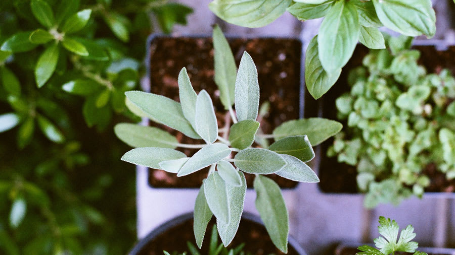 High quality home-grown herbs