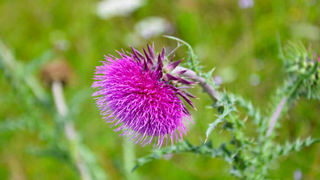 Purple bloom of milk thistle plant with green in the background