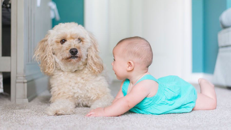 Baby in blue dress next to fluffy white dog on carpet