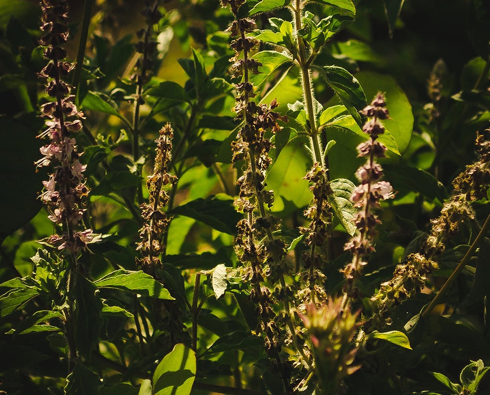 Tulsi