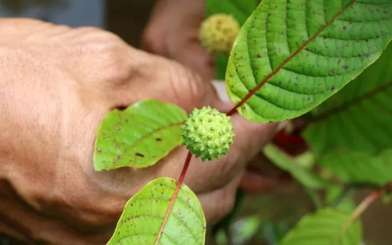All You Need to Know About Kratom Plant Seeds