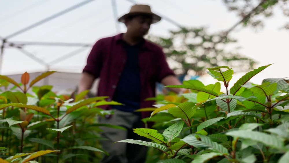 farmer harvesting kratom at a farm