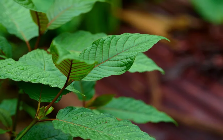 Close-up view of raindrops on mitragyna speciosa or Kratom leaf