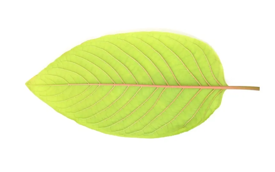 Kratom Leaf