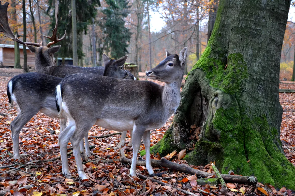 Damhirsch im Gehege2