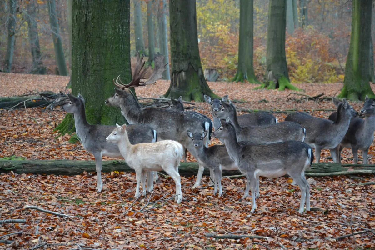 Damhirsch im Gehege4