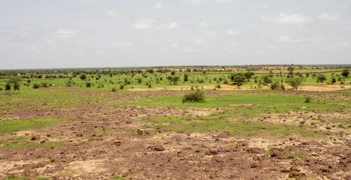 A field in Senegal.