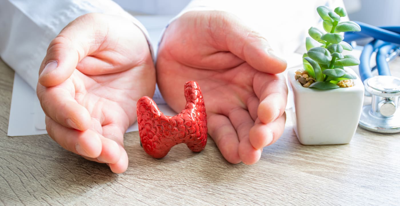 Hands learn a model of an organ