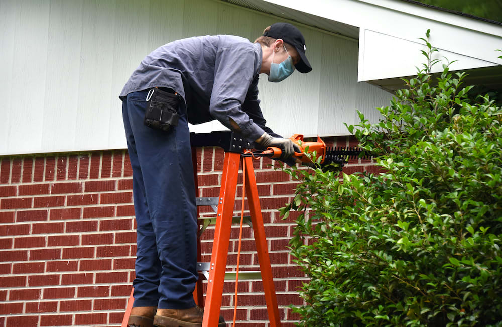 Man wearing a mask on a ladder clipping a tree back