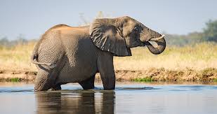 Elephant