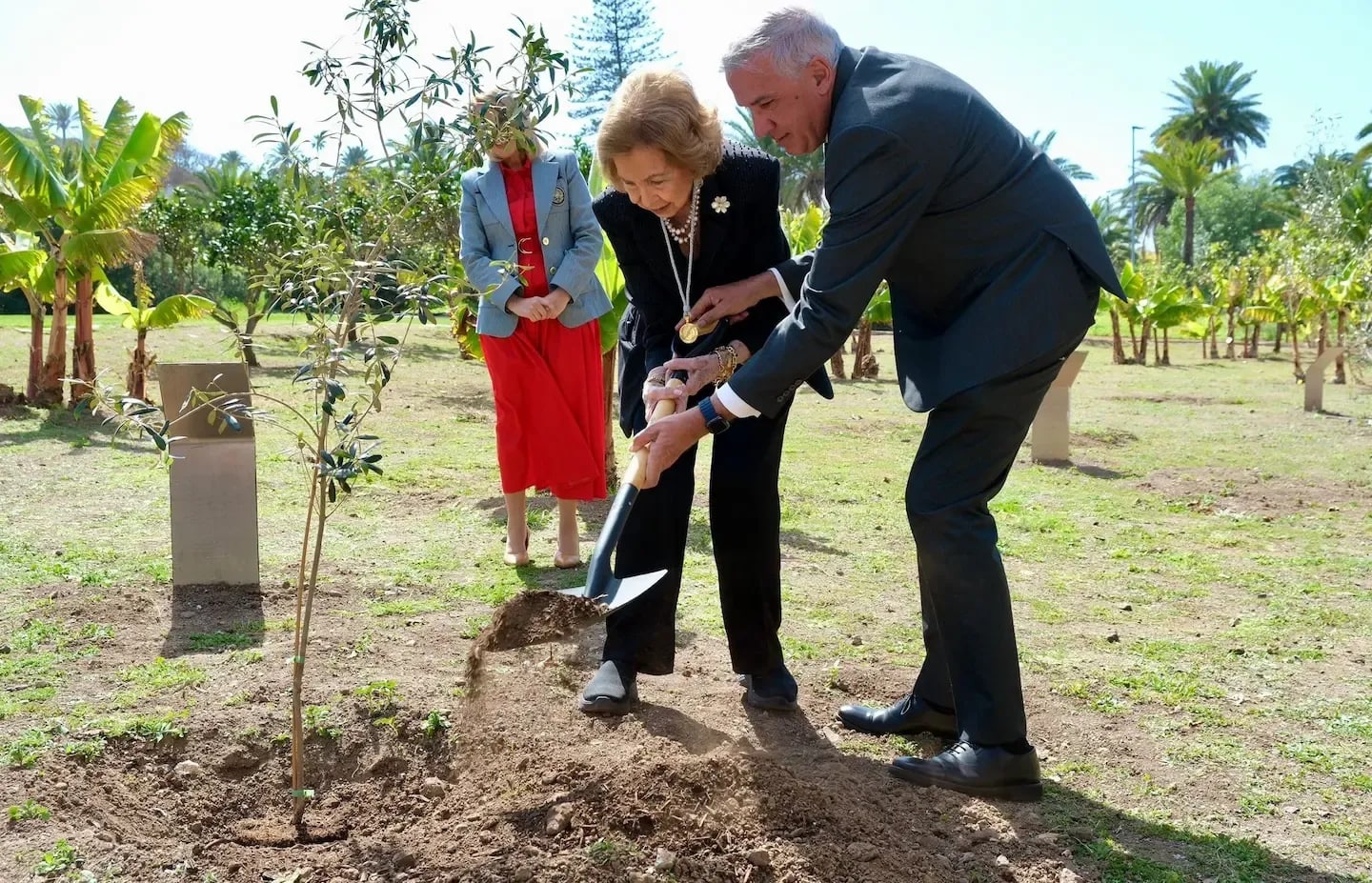 Portada de la noticia: La Reina Emérita planta un acebuche cedido por Ayagaures Medioambiente en la ULPGC
