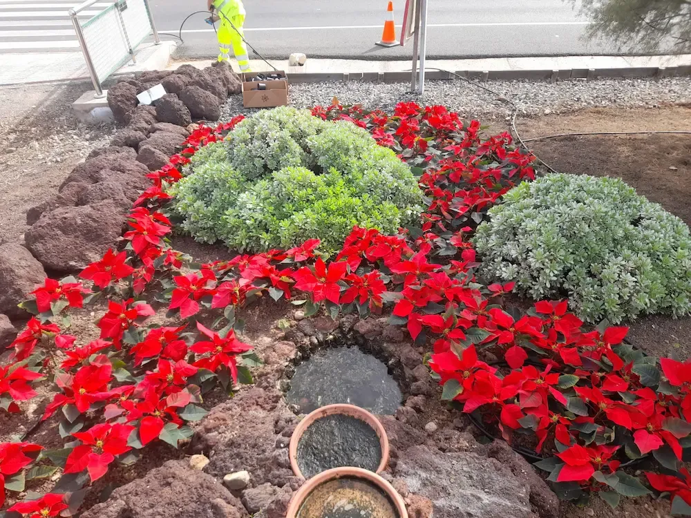 Portada de la noticia: Ayagaures Medioambiente viste de Navidad la GC-1