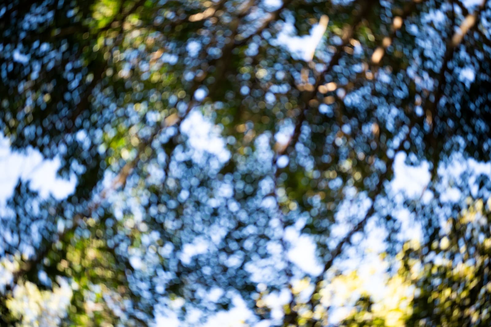 Rainforest day spa in Brisbane