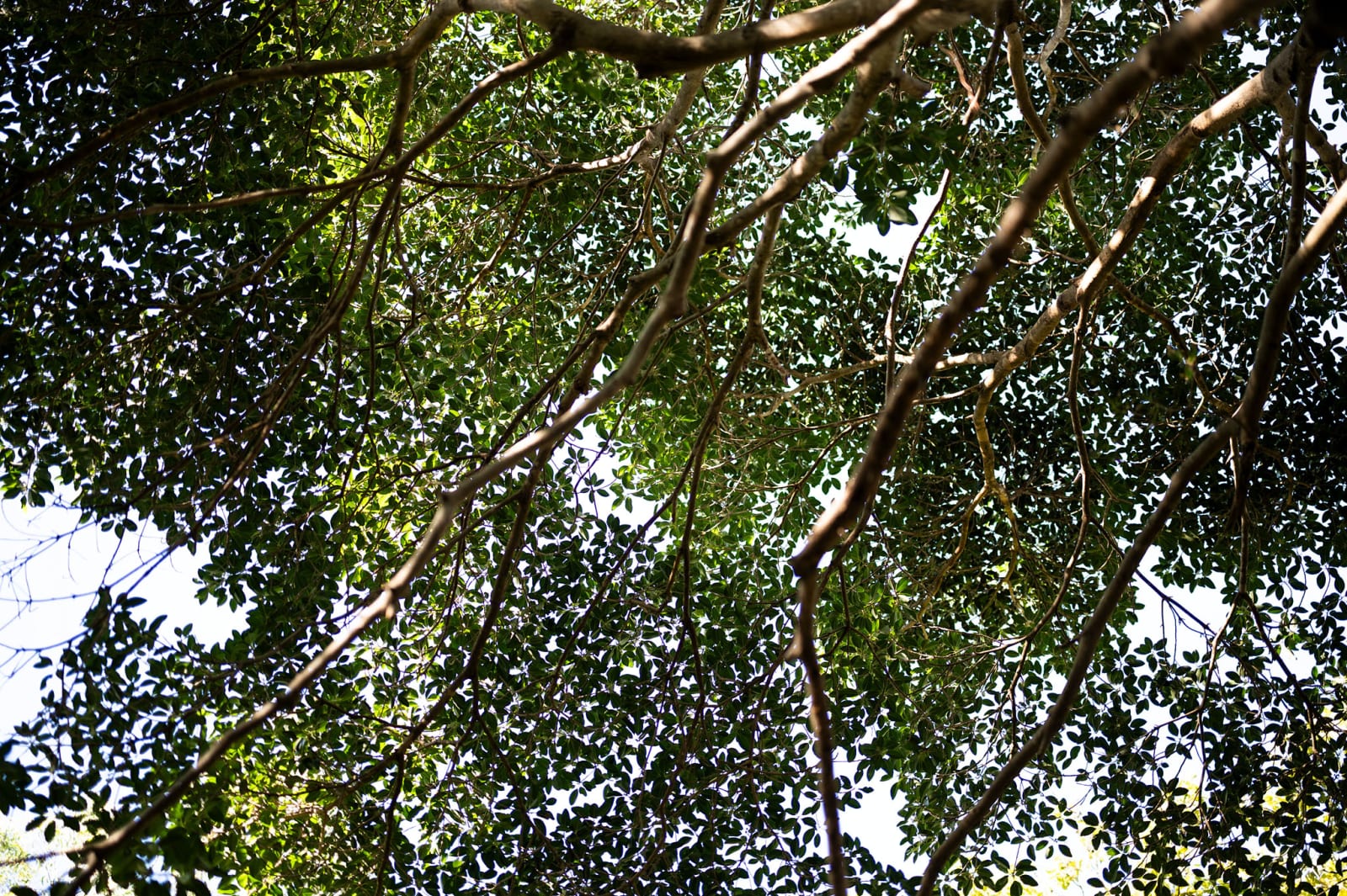 Rainforest views with wellness facilities in Brisbane