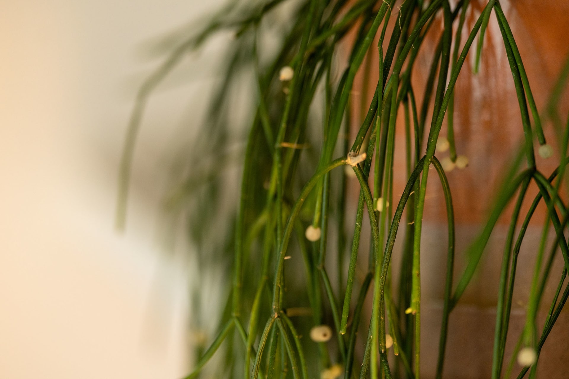 Tranquil day spa Brisbane