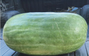 Jumbo Watson Variety Watermelon