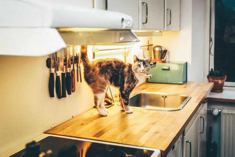 Kitchen Safety for Pets