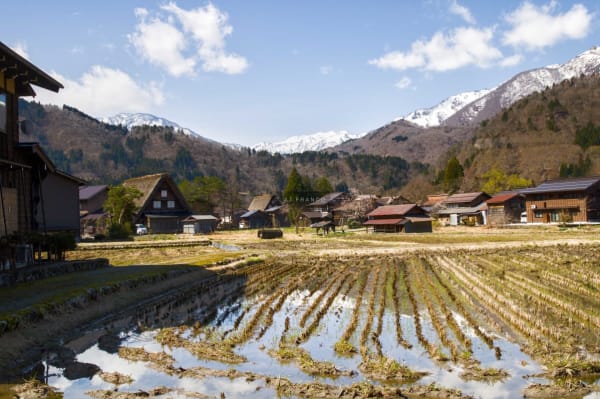 Gassho-zukuri farmhouses reflected in flooded rice paddies with snow-capped mountains behind in Shirakawa-go