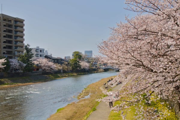 Wide panorama of cherry blossom trees lining both banks of Asano River in Kanazawa with the old stone bridge beyond