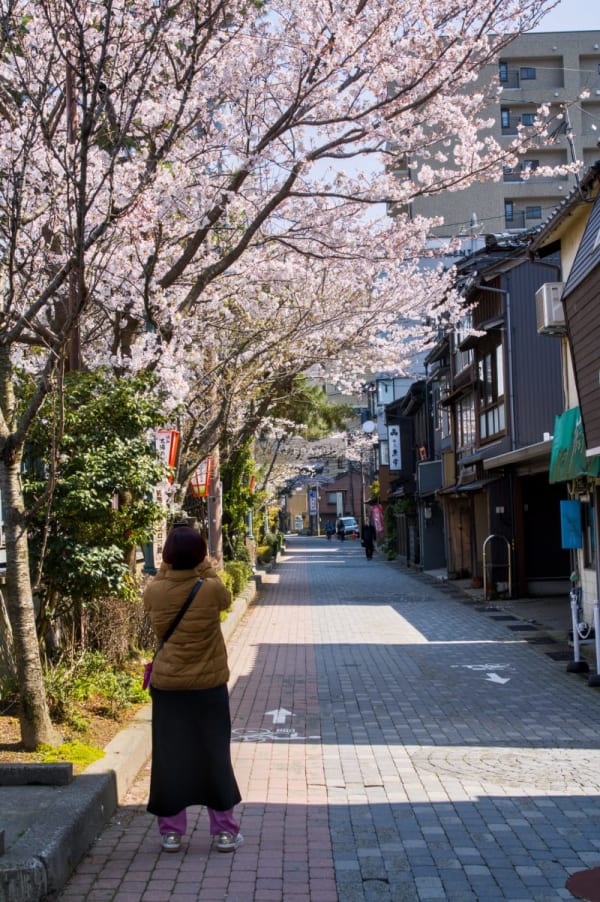 A woman photographs cherry blossoms towering over a quiet Higashi Chaya laneway in Kanazawa