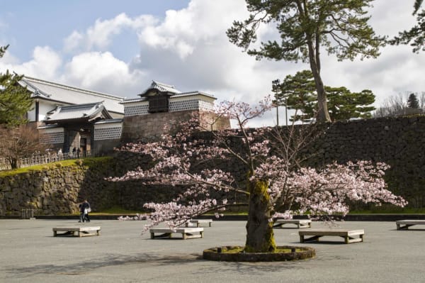 An ancient gnarled cherry blossom tree in full bloom stands in front of Kanazawa Castle's Kahokumon gate