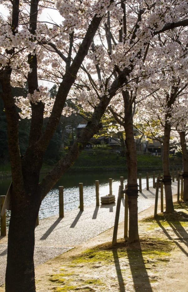 Cherry blossom petals and branches glow in sunlight beside the stone-lined moat canal of Kenroku-en