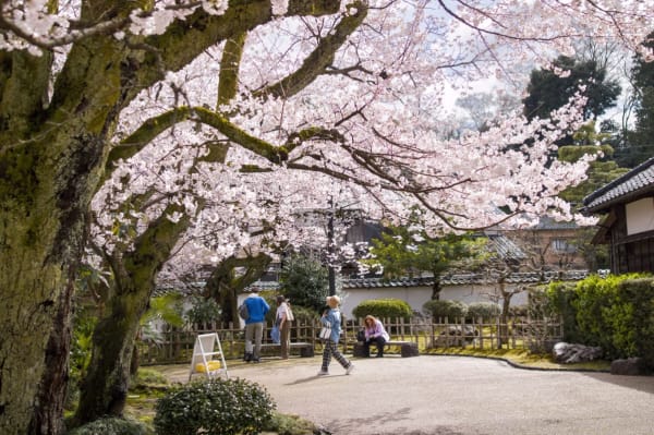 Visitors gather beneath the sprawling canopy of an ancient cherry blossom tree inside Kenroku-en garden