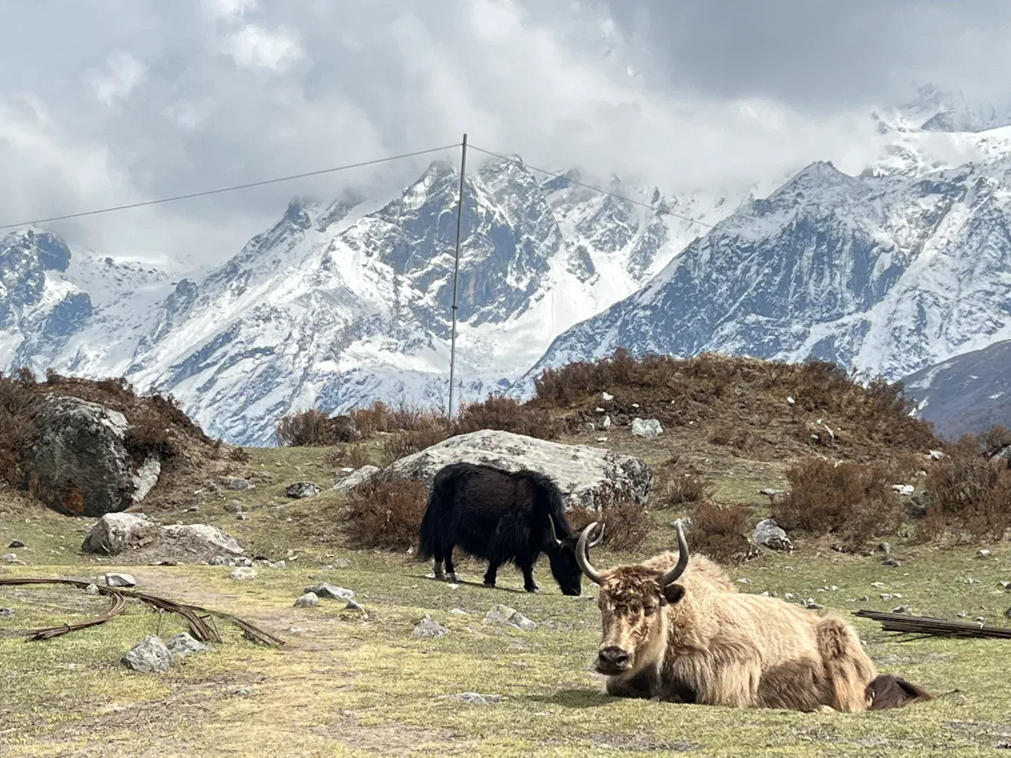 Yaks at Kyanjin Gompa, langtang