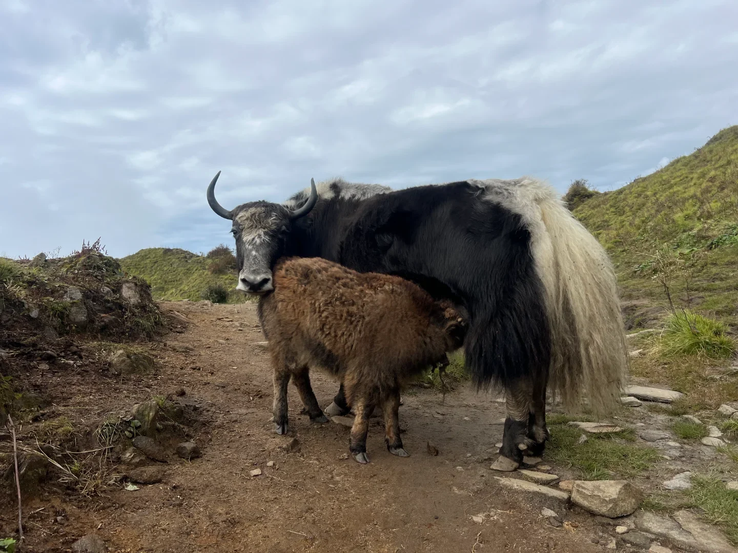 Mother and Baby Yak, Mardi Trek