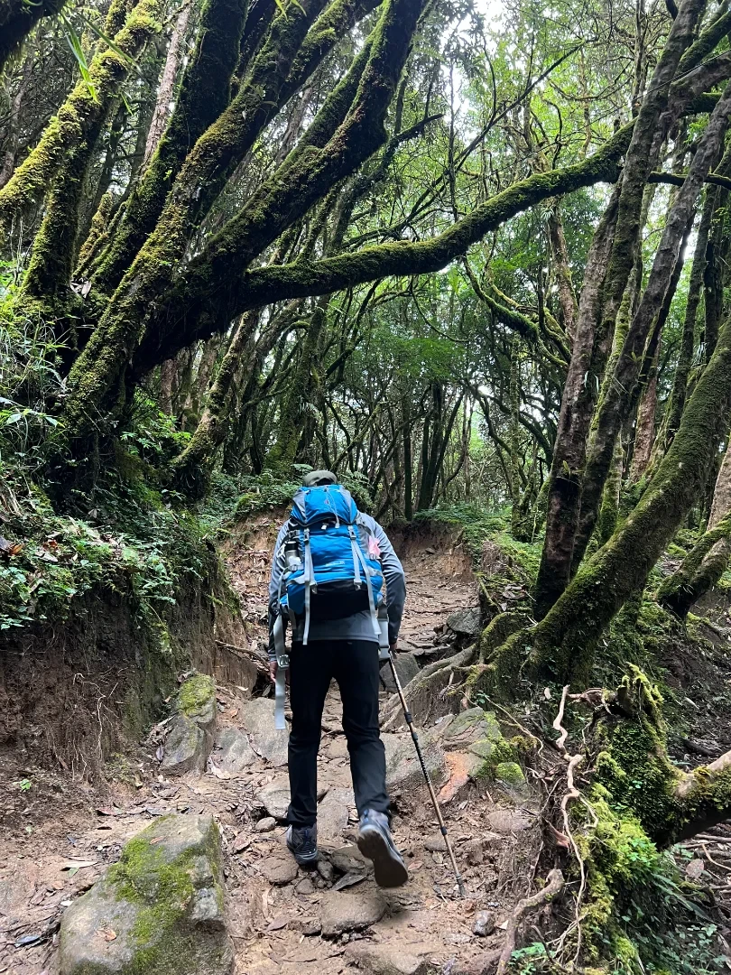 Jungle Trail In Mardi Trek