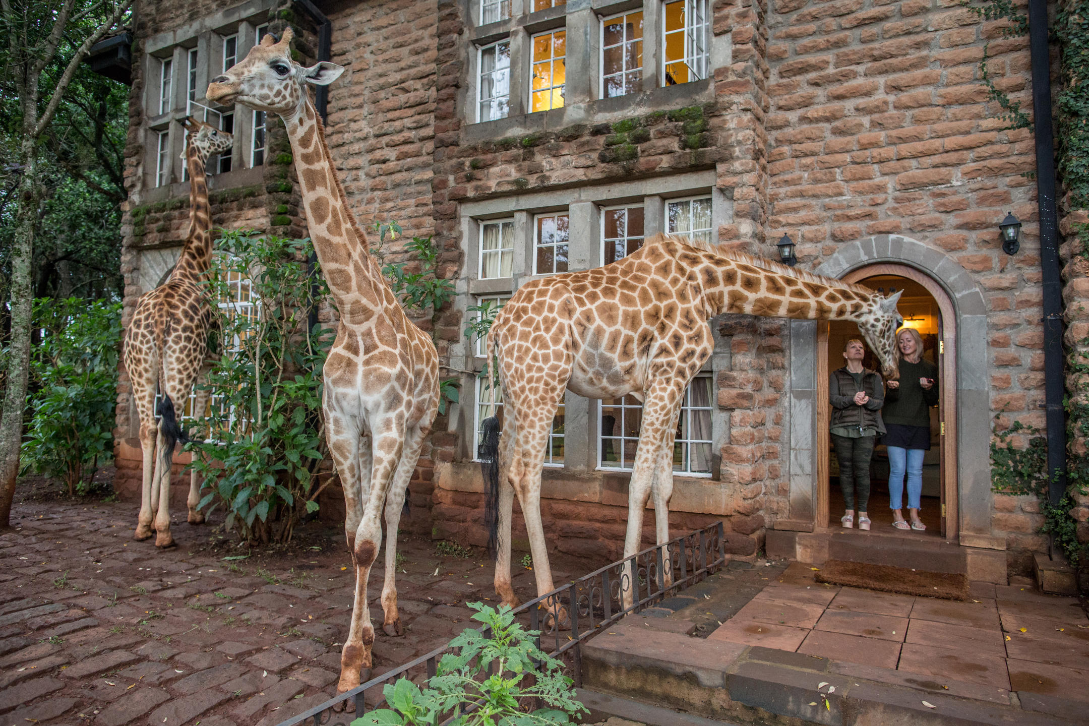 Photo of Giraffe Manor