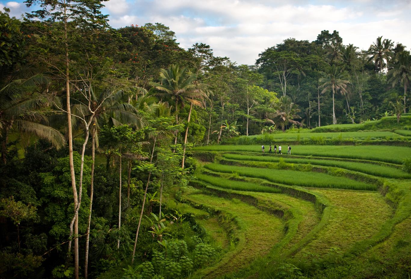 Walk on rice field