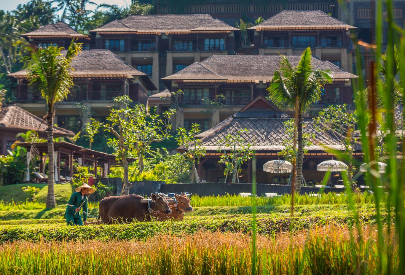 Rice Paddy at Mandapa