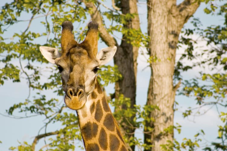 giraffe