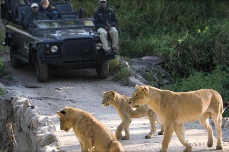 Lions