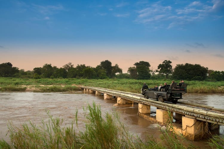 Safari Bridge