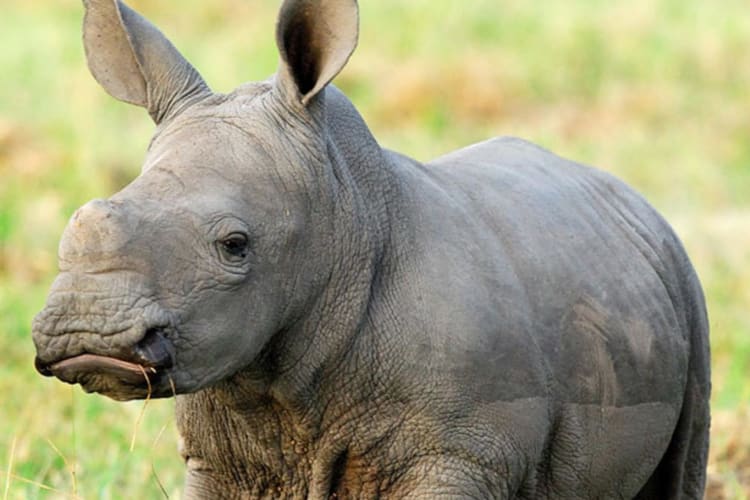 Baby Rhino