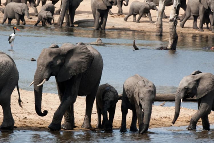 Elephant