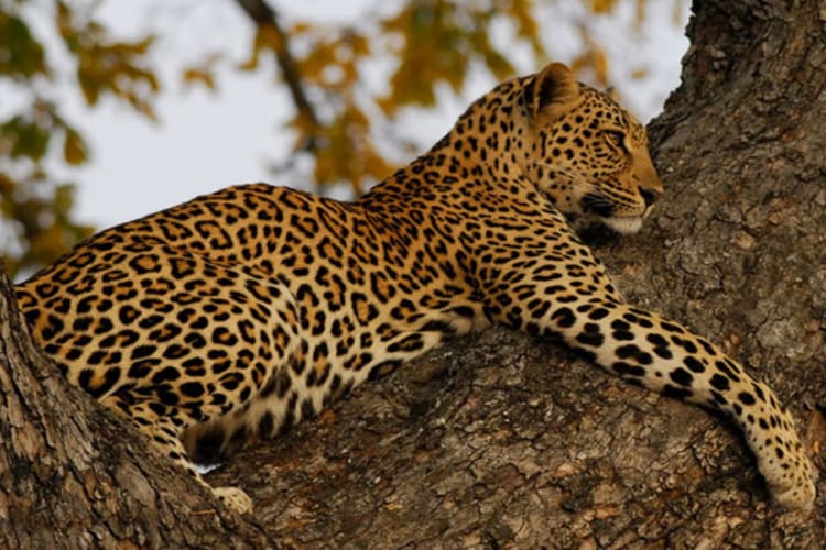 Leopard