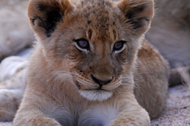 Lion Cub