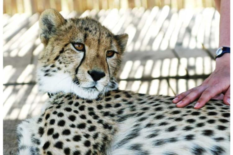 Cheetah Encounter