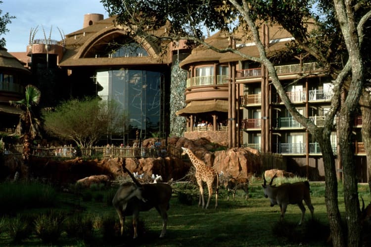 Savanna Area Wildlife