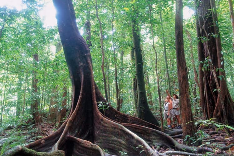 Rainforest Walk