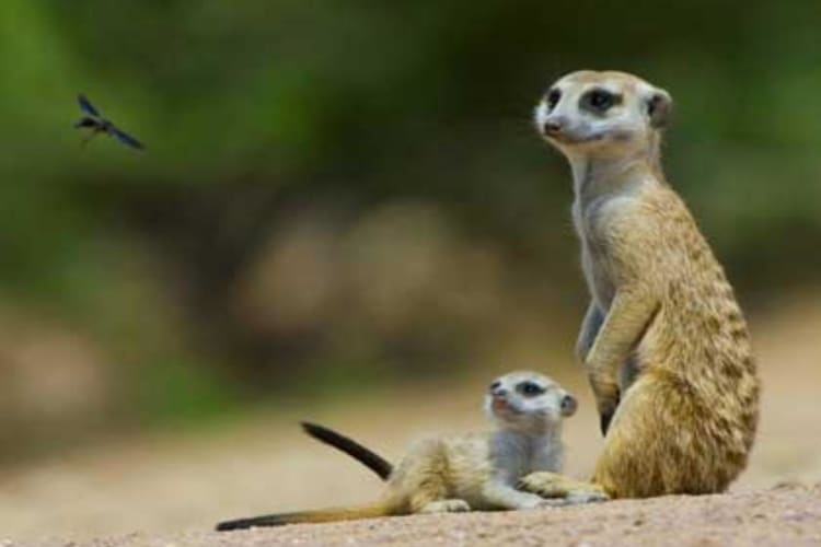 Meerkat with Young