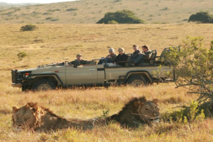 Game Safari, Lions