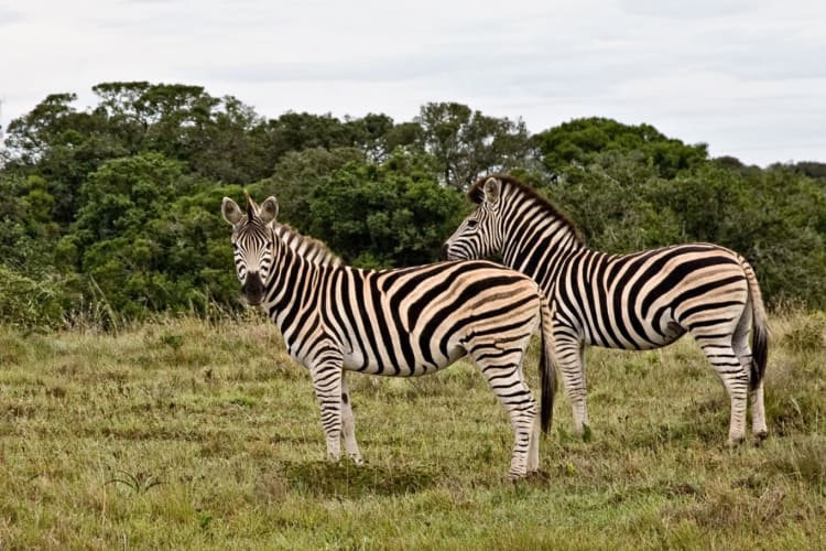 Zebra