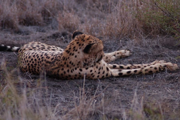 Cheetah