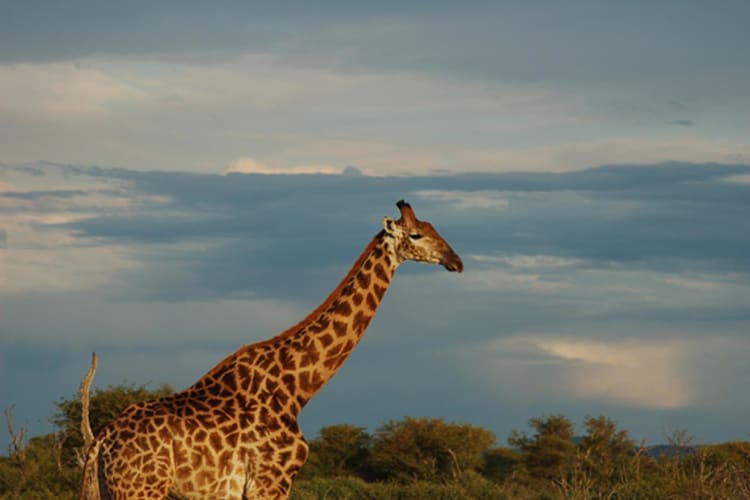 Giraffe